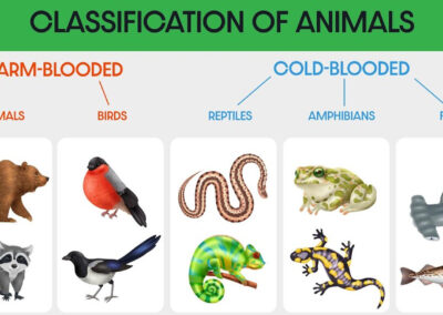 Zoology